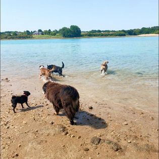 Comportementaliste Canin Dinan Saint-Malo et alentours