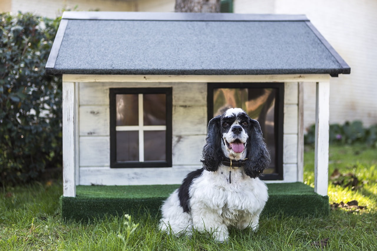 Comportementaliste Canin Dinan Saint-Malo et alentours