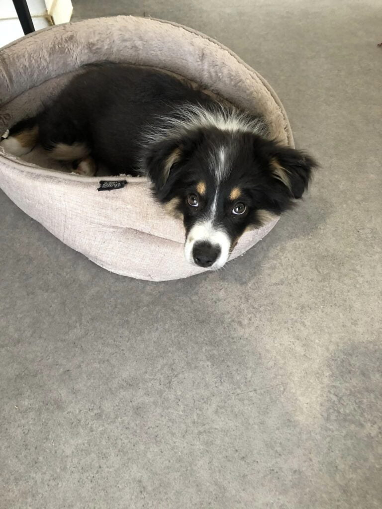 Education du chiot à Ruca. (22550, Côtes-d'Armor)