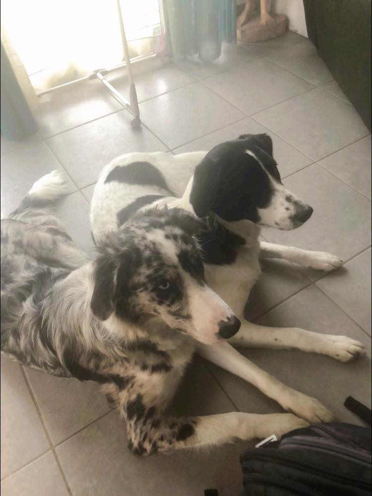 Réeducation canine Ploubalay (22650)