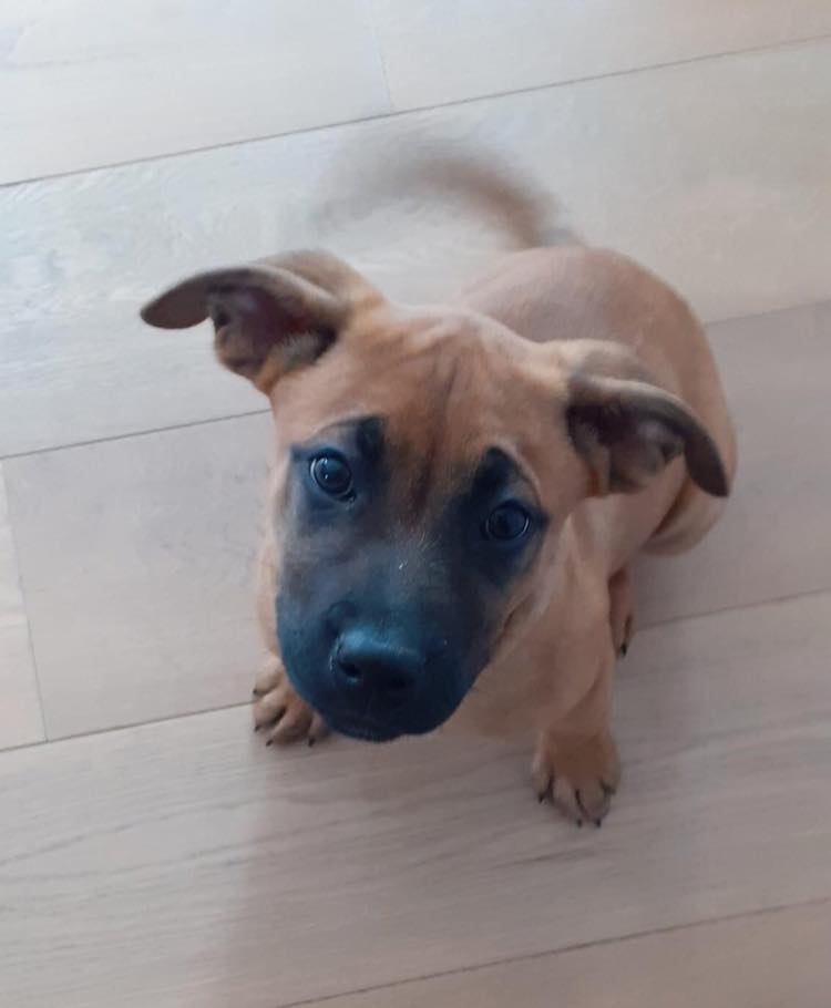 Education et socialisation du chiot. Pleslin-trigavou (22490)