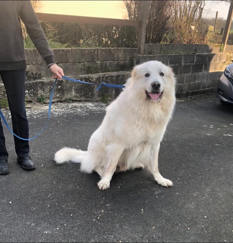 Comportementaliste canine Pleudihen-sur-Rance.